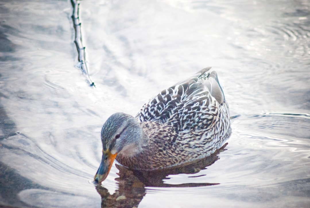 a duck swimming in water