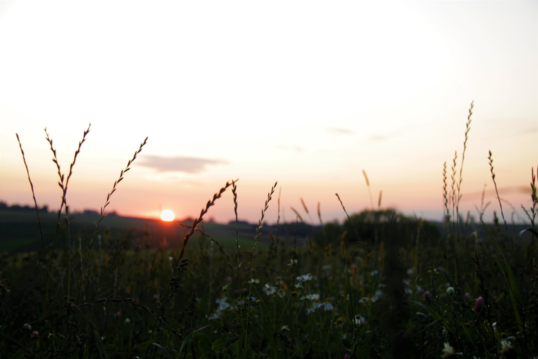 green grass field at sunset end of era